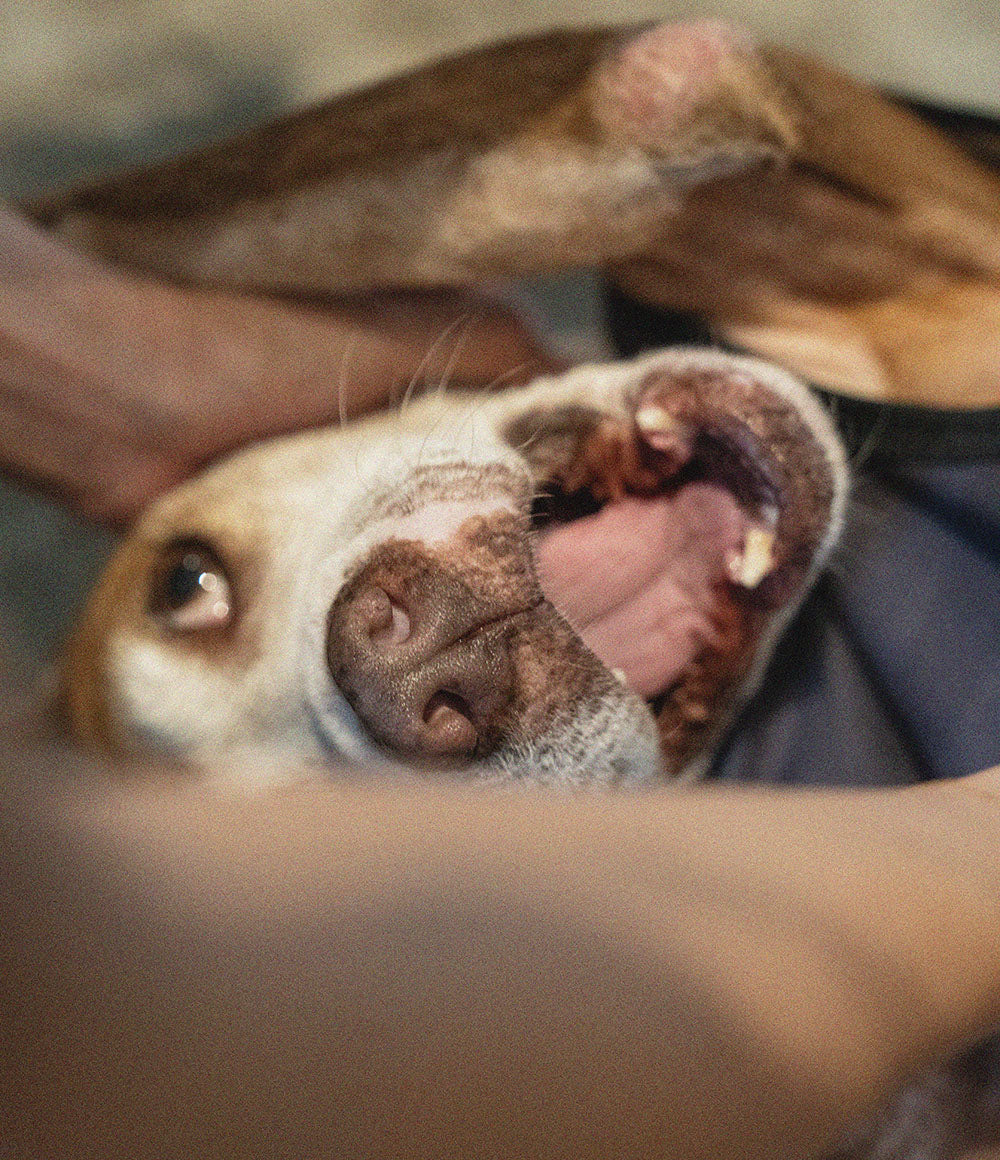 The Story Behind Pit Bull