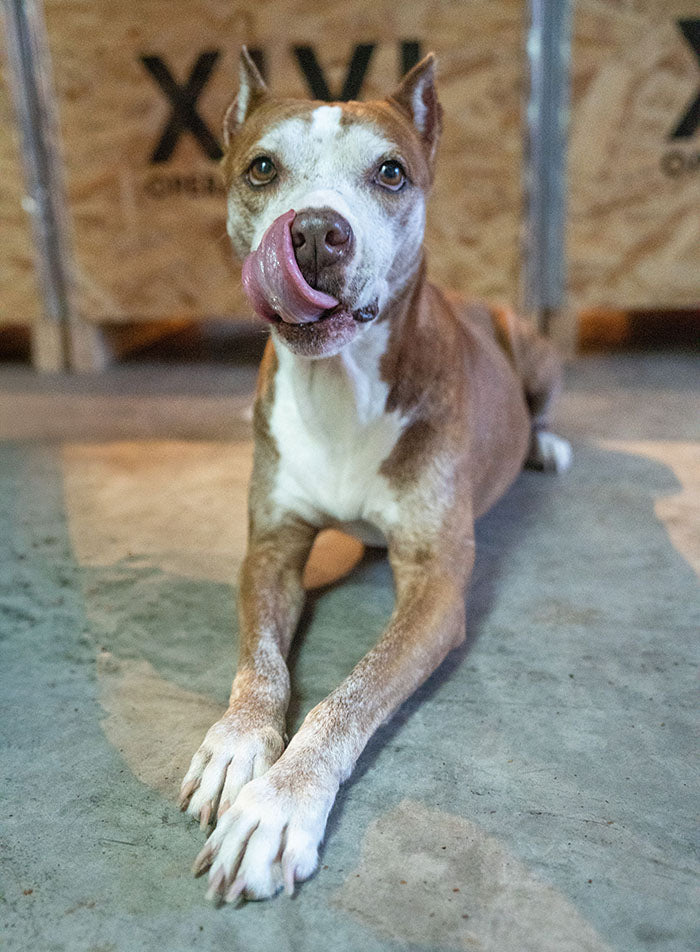 What Pit Bull Really Means